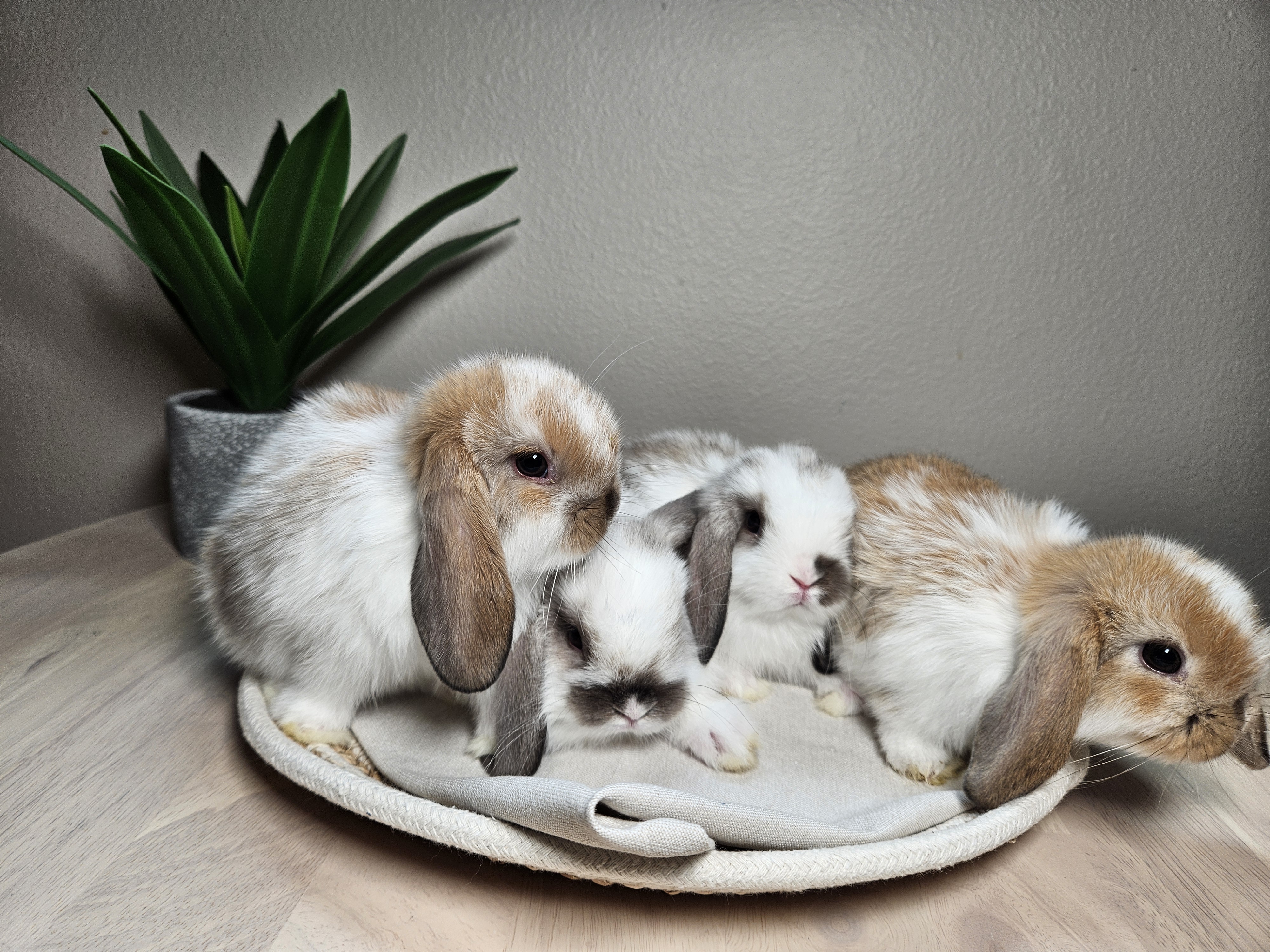 Group of Holland Lop bunnies
